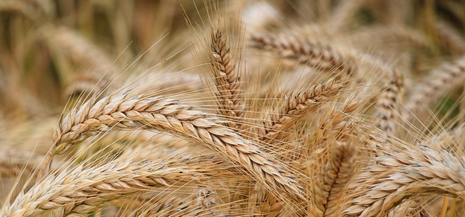 Orge, une céréale puissante et nature